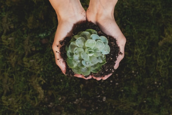 Woman Holding a Succulent Plant