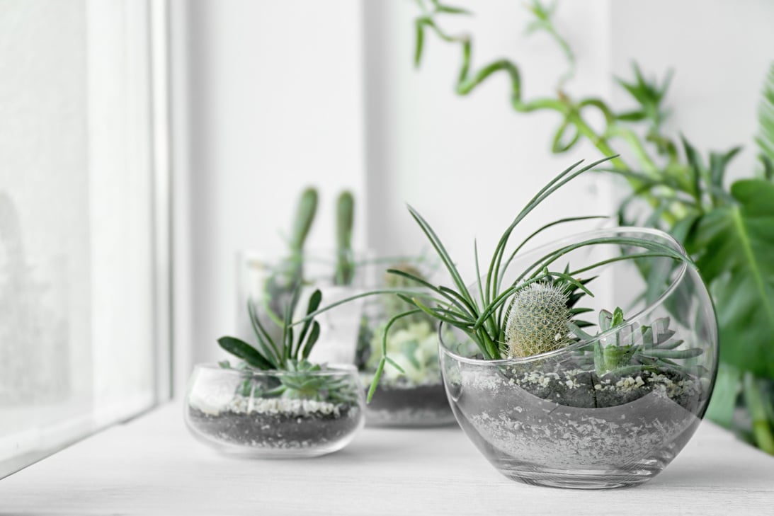 Mini Succulent Garden in Glass Terrarium on Windowsill